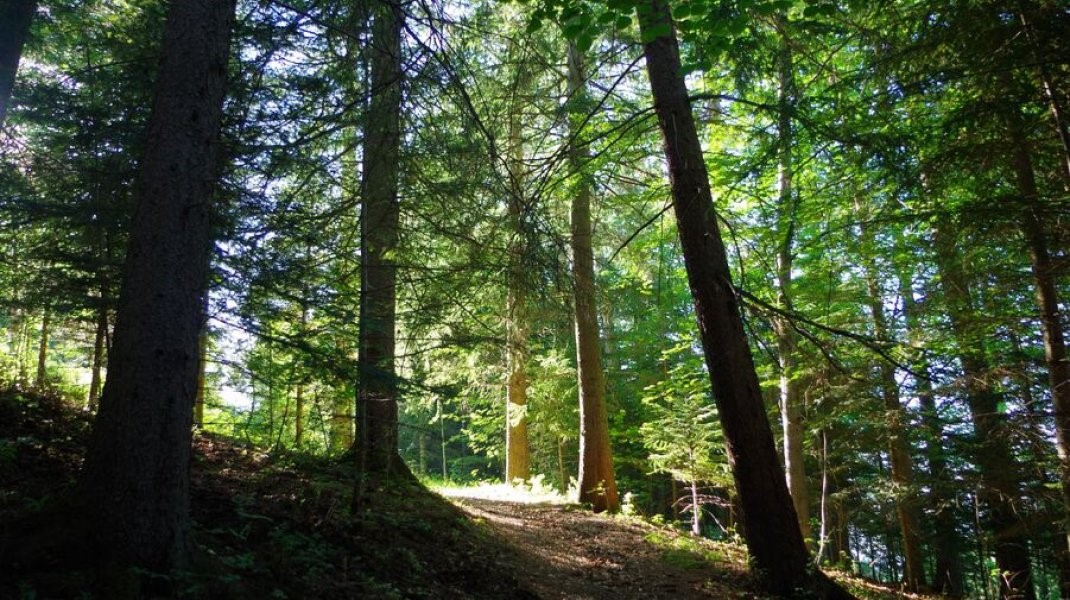 Col De Fontbelle Forest