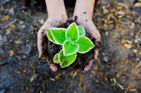 Plantation Photo Libre De Droit